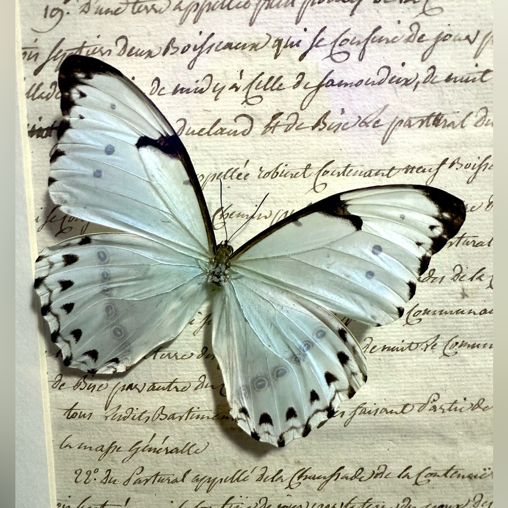 Rare Mint Morpho Butterfly Mounted Taxidermy Framed Wall Art 🦋 - Picture 8 of 13